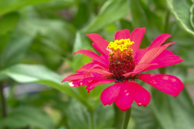 Fotos de flores e árvores fotos tiradas diretamente com árvores