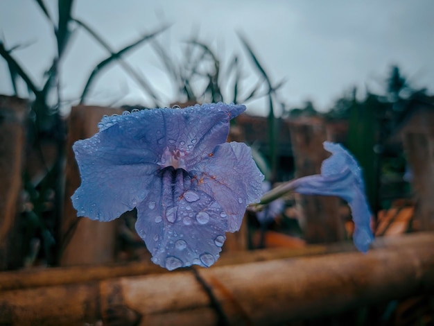 Fotos de Flores Lindas Fotógrafos de Cenas Naturais Plantas Ornamentais