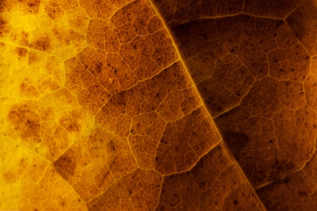 Fotos de fundo com folhas de bordo de outono
