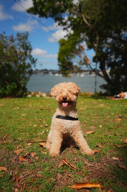 fotos de maltipoo bonitas