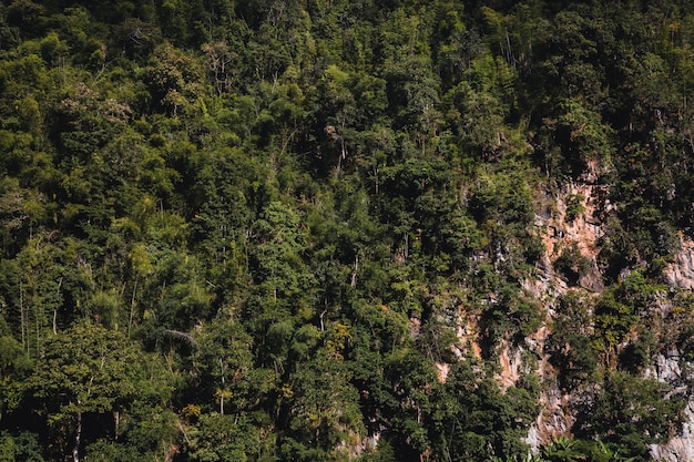 Fotos de paisagens, árvores, nas montanhas