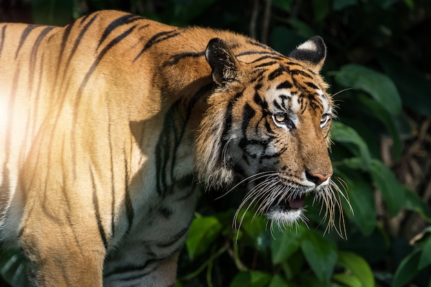 Fotos de tigre naturalmente.