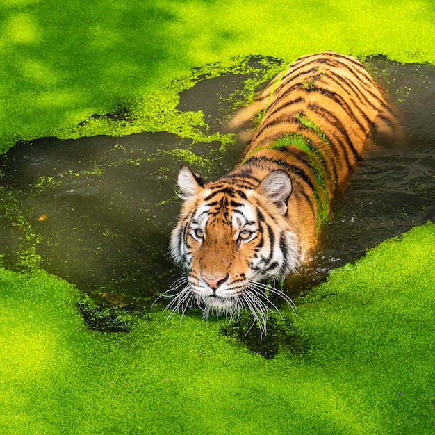 Fotos de tigre naturalmente.