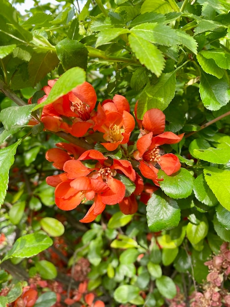 Fotos de um arbusto florido de marmelo japonês Flores de marmelo vermelho