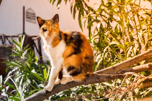 fotos do lindo gato como animal doméstico à vista