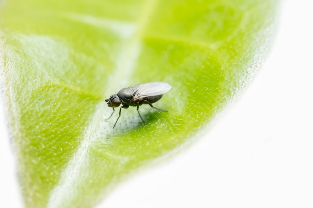 Fotos em close-up de drosophila