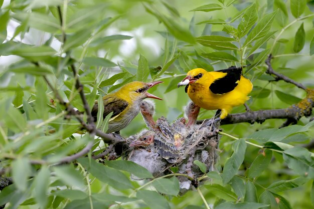 Fotos exclusivas de filhotes alimentando-se de ambos os pais Oriole simultaneamente. Macho e fêmea fecham.