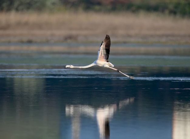 Fotos exclusivas de flamingos cor de rosa voando acidentalmente no estuário de Tiligulsky, na Ucrânia. Pássaros baleados em vôo e parados na água.