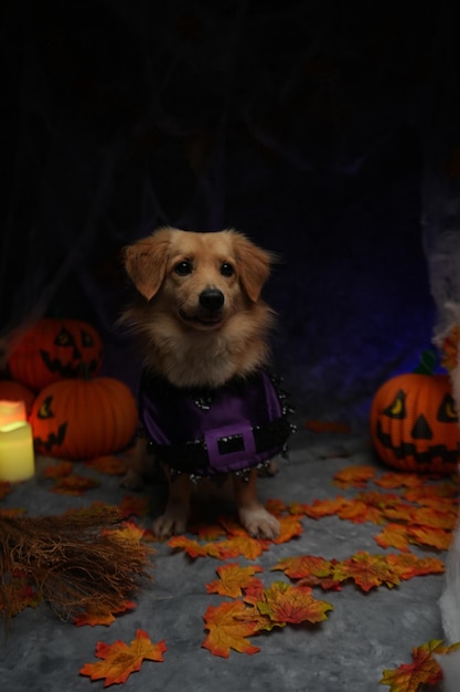 Foto fotos de la fiesta de halloween para perros