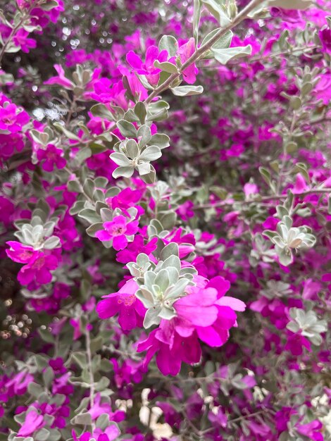 Foto fotos de las flores de buganvilla