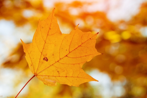 Fotos de fondo de hojas de arce otoñal mediados de otoño