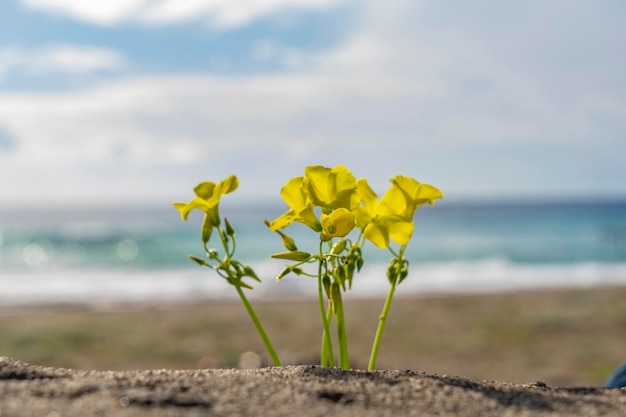 fotos de fondo en la playa