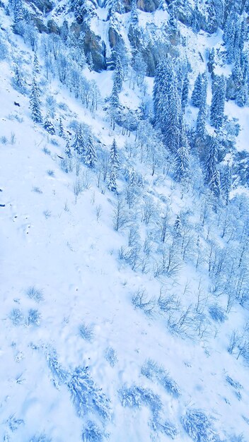 Foto fotos gratuitas de pinheiros cobertos de neve na montanha belas paisagens de inverno das montanhas