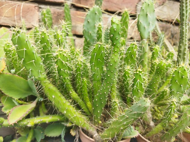 Foto fotos gratuitas de plantas de interior em close para decoração de casa