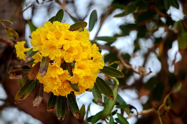 fotos de hermosas flores amarillas