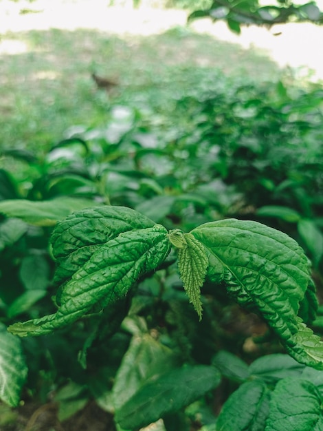 Fotos de hojas verdes de fondo con hojas de árboles y fotos de flores de fondo