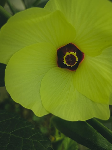 Fotos de hojas verdes de fondo con hojas de árboles y fotos de flores de fondo