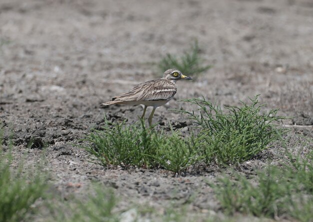 Fotos incomuns de um pássaro incomum eurasian maçarico.