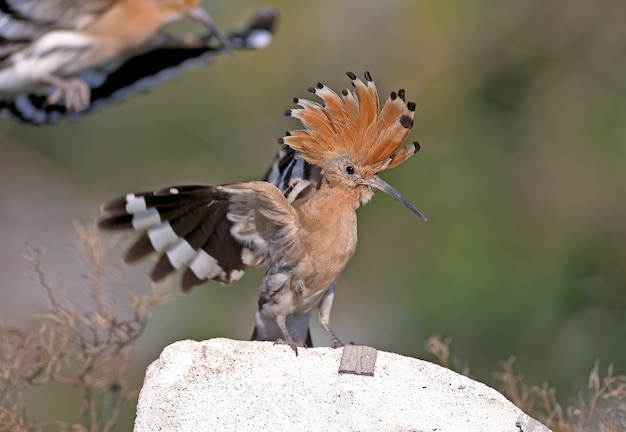 Fotos individuais e em grupo do incrível pássaro poupa Eurasian