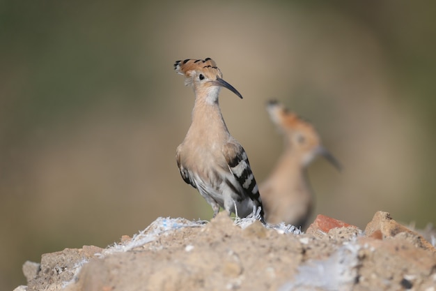 Fotos individuales y grupales del increíble pájaro abubilla euroasiático