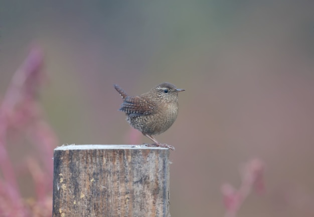 Fotos inusuales de niebla del reyezuelo euroasiático (Troglodytes troglodytes) en primer plano y plumaje detallado