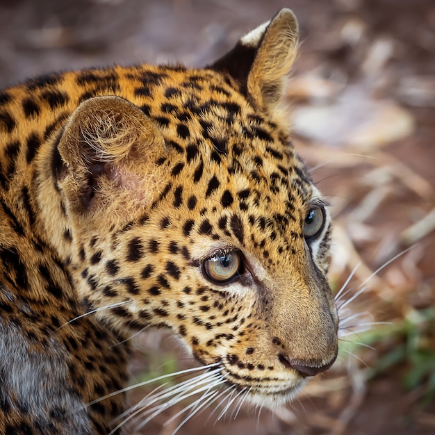 Fotos de leopardo de forma natural.