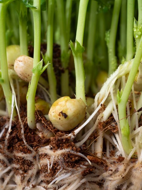 Fotos macro de brotos de ervilha germinada nutrição dietética adequada macrofotografia