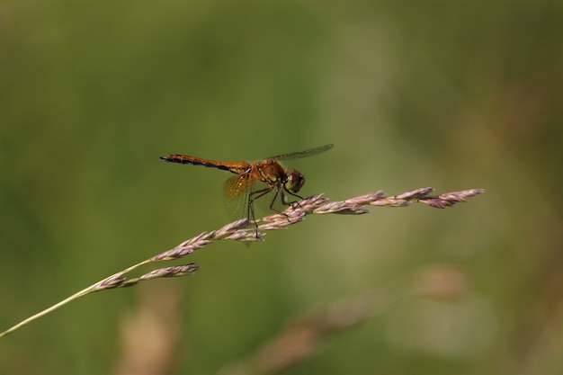 Fotos macro, libélula de cena de bela natureza. exibição de detalhes de olhos e asas. libélula no habitat natural usando como plano de fundo ou papel de parede. o conceito para escrever um artigo.