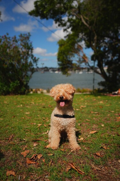 fotos de maltipoo muy bonitas