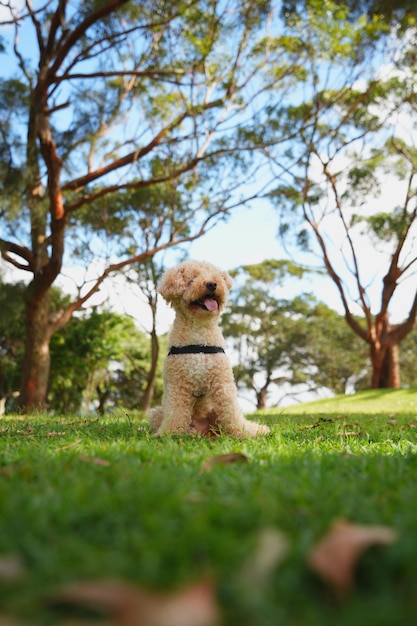 fotos de maltipoo muy bonitas