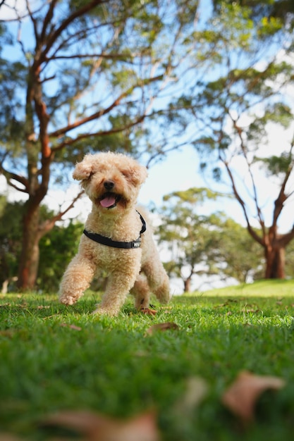 Foto fotos de maltipoo muy bonitas