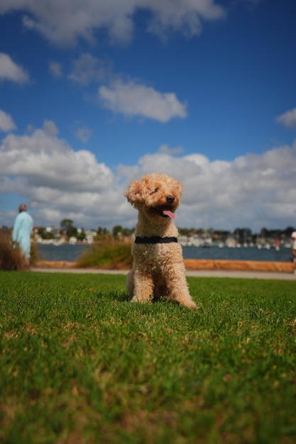 Foto fotos de maltipoo muy bonitas