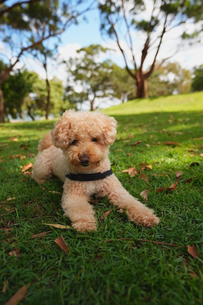 Foto fotos de maltipoo muy bonitas