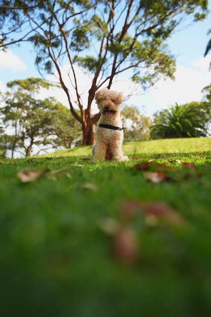 Foto fotos de maltipoo muy bonitas