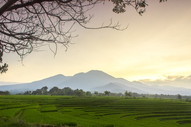 Fotos minimalistas de campos de arroz com árvores que emolduram a manhã