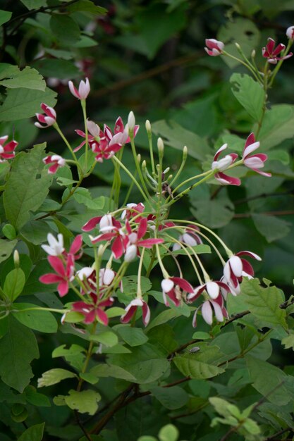 Fotos naturais e flores