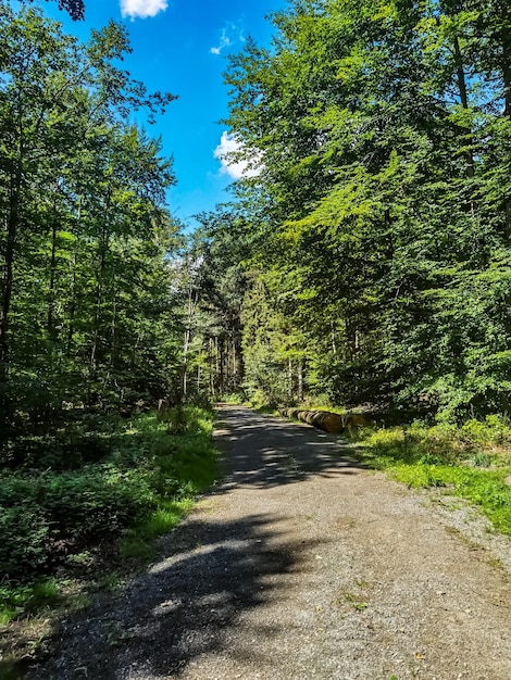 Fotos de la naturaleza en el norte de Alemania en verano