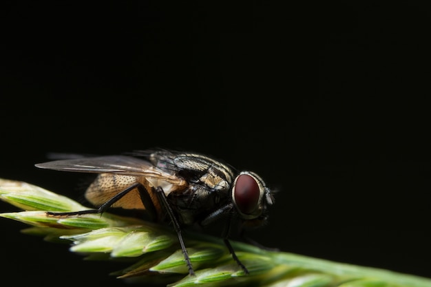 Fotos de primer plano de las moscas