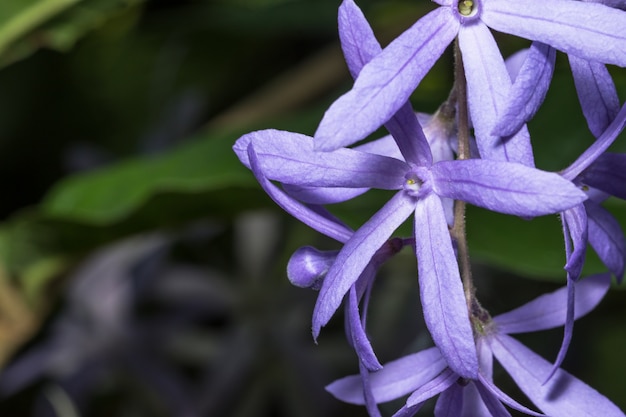 Fotos de primer plano Petrea volubilis