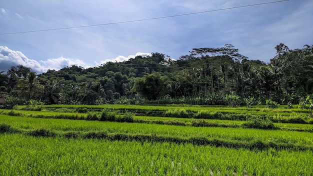 FOTOS SCHÖNE LANDSCHAFT REISFELD GRÜN IN INDONESIEN