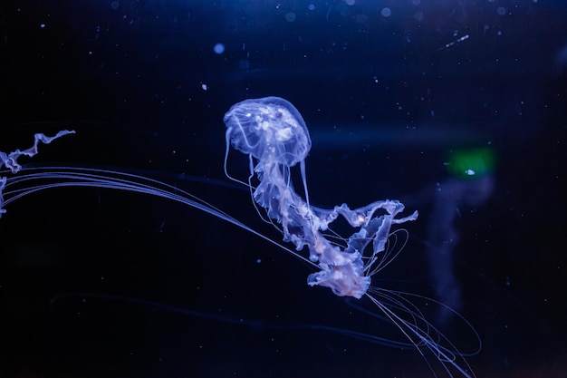 fotos subaquáticas de águas-vivas chrysaora achlyos águas-vivas urtiga do mar preto