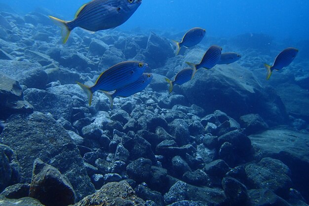 fotos subaquáticas de mergulho no Oceano Atlântico ao lado das Ilhas Canárias