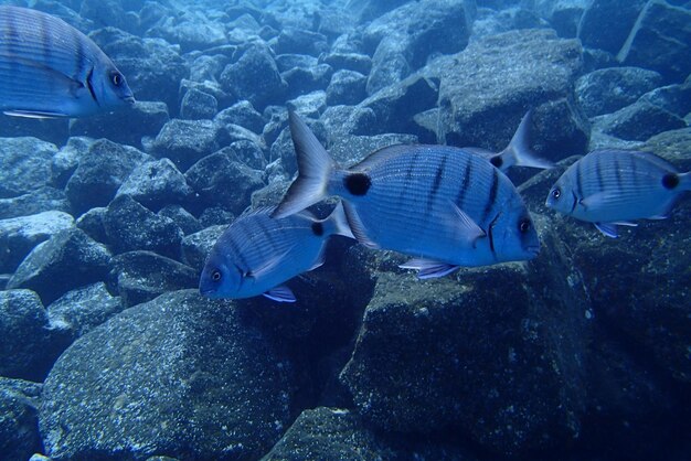 fotos subaquáticas de mergulho no Oceano Atlântico ao lado das Ilhas Canárias