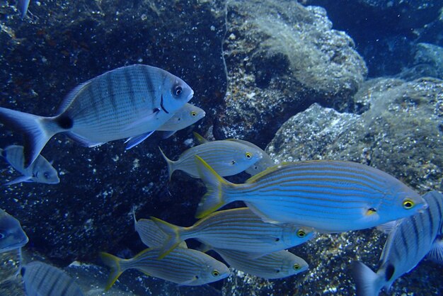 Foto fotos submarinas de buceo en el océano atlántico junto a las islas canarias