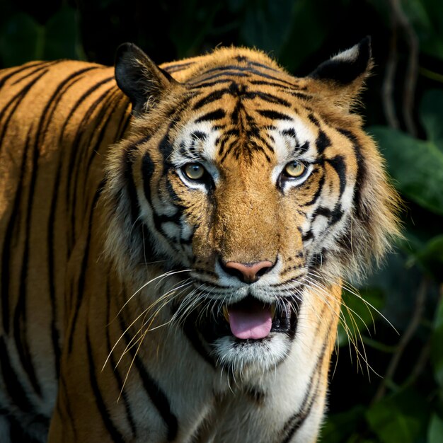 Fotos de tigre naturalmente.