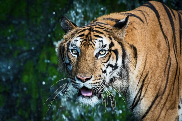 Fotos de tigre naturalmente.