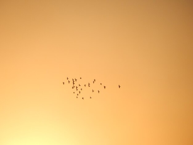 Foto fotos tiradas no cairo de algumas aves voando em formação ao anoitecer