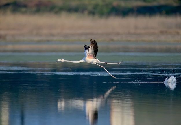 Fotos únicas de flamencos rosados volando accidentalmente en el estuario de Tiligulsky en Ucrania. Pájaros disparados en vuelo y de pie en el agua.