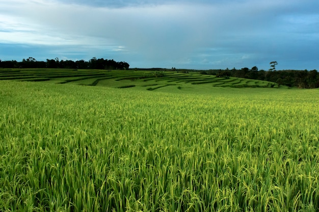 Fotos de vistas de campos de arroz verdes en Indonesia