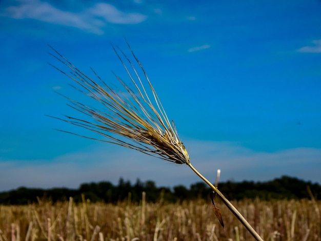 Fotos vom Feld im Sommer in Norddeutschland